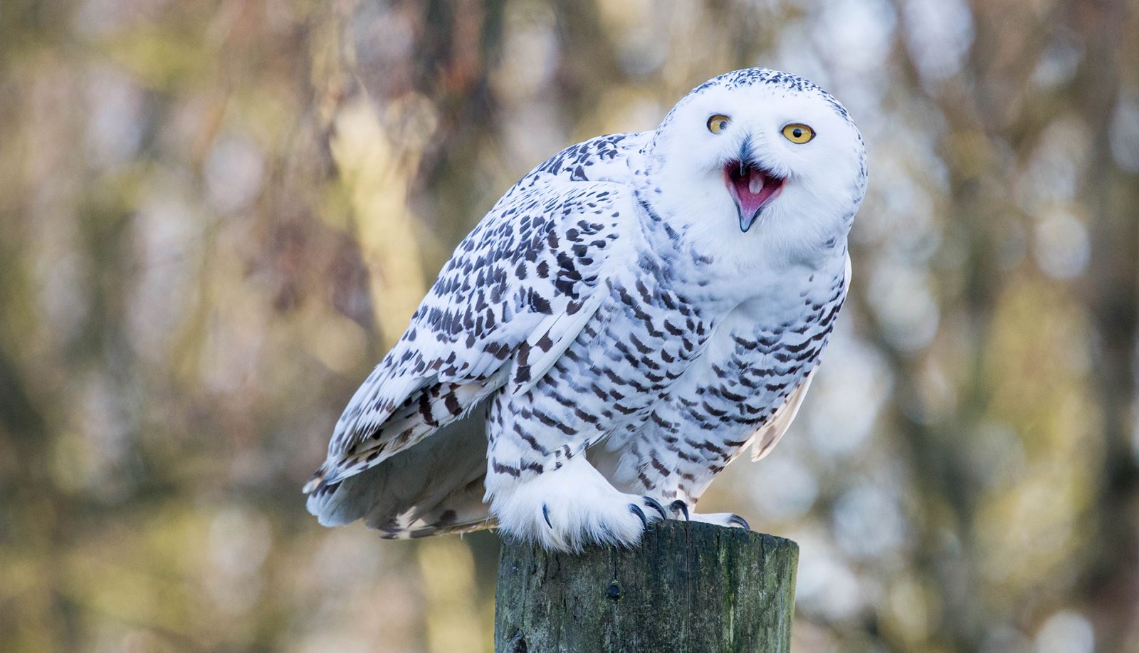 Snowy Owl at the Hawk Conservancy Trust